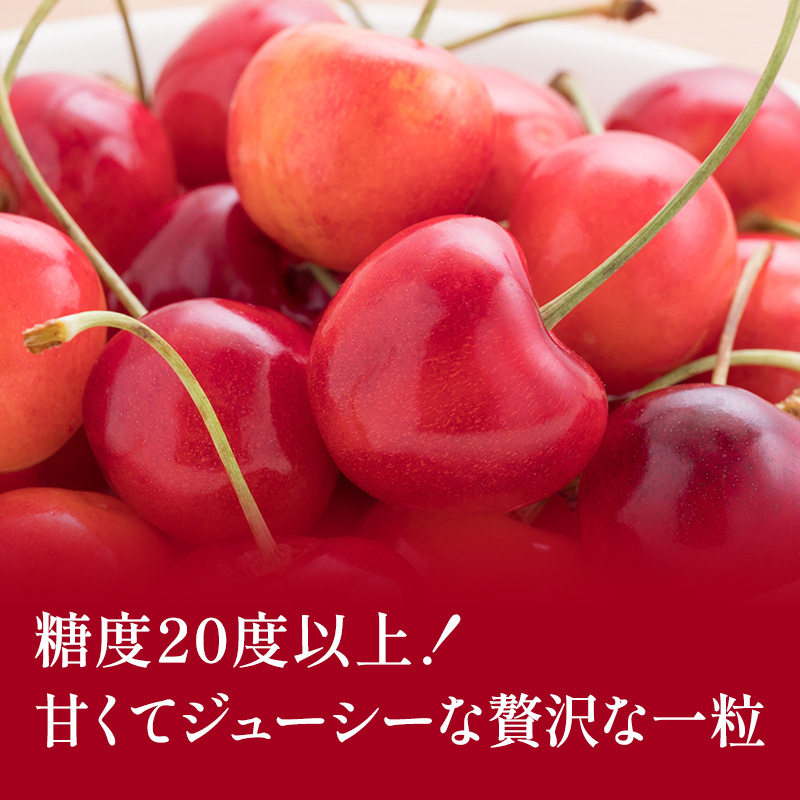 北海道仁木町のふるさと納税 先行受付 北海道 仁木町産 ジャンボサイズ さくらんぼ 【 紅秀峰 】2Lサイズ以上 300g×2パック 計600g 　サクランボ チェリー フルーツ 果物 果物類  仁木町 仁木 [嶋田茂農園匠]