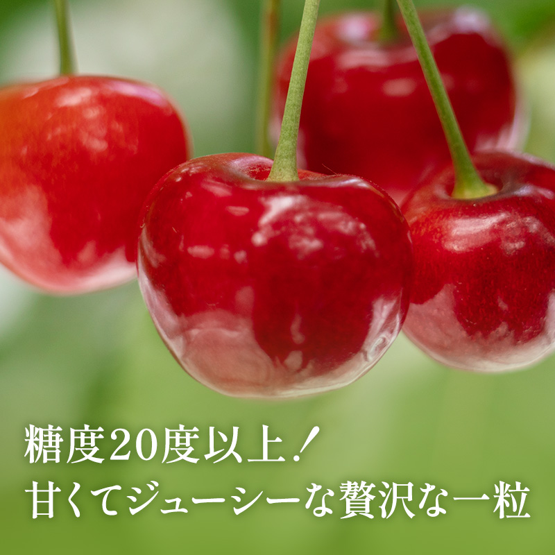 先行受付 北海道 仁木町産 贈答用 さくらんぼ 【 南陽 】 桐箱入 2L～3Lサイズ 500g 果物類 フルーツ チェリー サクランボ  [嶋田茂農園匠]