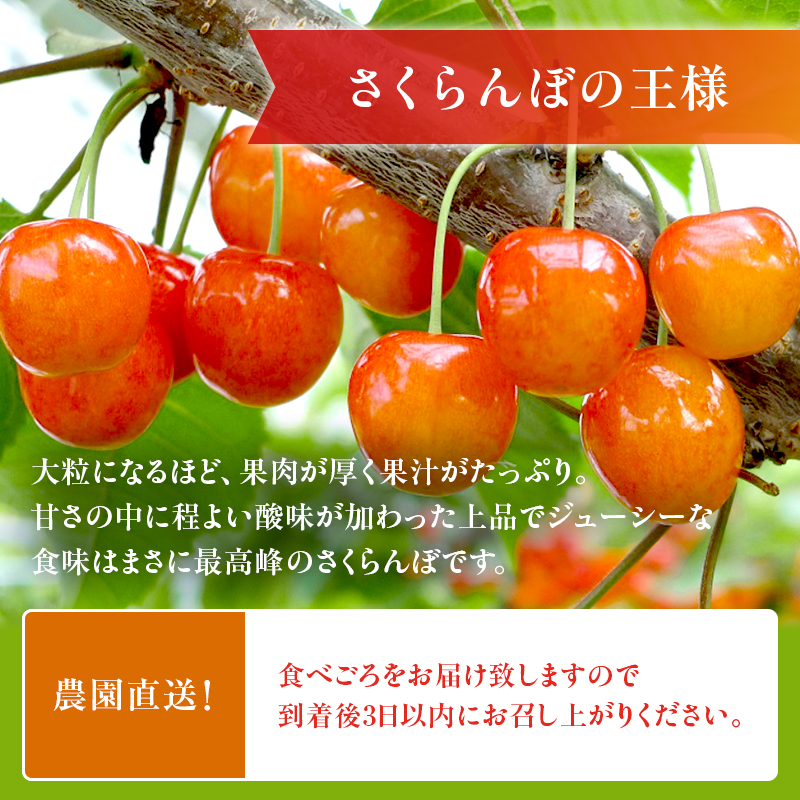 北海道仁木町のふるさと納税 [先行受付] さくらんぼ  佐藤錦 さくらんぼ Lサイズ以上 600g（300g×2パック）化粧箱入 サクランボ チェリー フルーツ 果物 果物類 贈答品 ギフト 北海道 仁木町 仁木 [小林信幸]