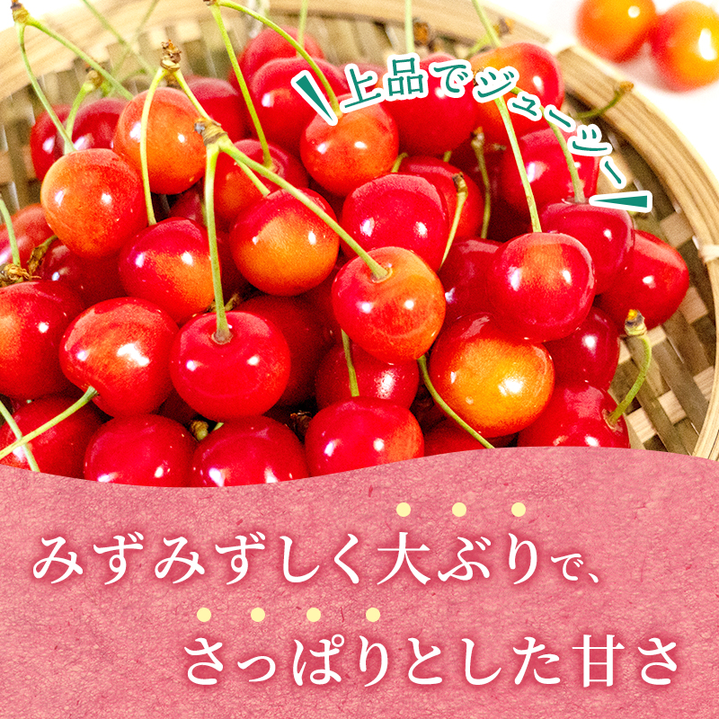 北海道仁木町のふるさと納税 先行受付 さくらんぼ 佐藤錦 300g×2P 計600g Lサイズ 北海道 仁木町　国産 旬のフルーツ 旬の果物 デザートサクランボ チェリー フルーツ 果物 果物類 仁木 [カムナビファーム]