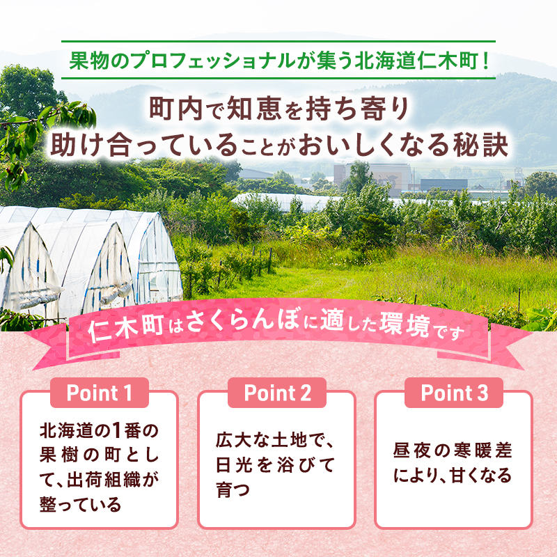 北海道仁木町のふるさと納税 先行受付 さくらんぼ 佐藤錦 300g×2P 計600g Lサイズ 北海道 仁木町　国産 旬のフルーツ 旬の果物 デザートサクランボ チェリー フルーツ 果物 果物類 仁木 [カムナビファーム]