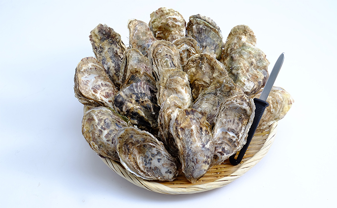 厚岸産 殻付き牡蠣Ｌサイズ20個入(加熱容器付)北海道 牡蠣 カキ かき 生食 生食用 ミルク レンジ 魚貝類 生牡蠣 送料無料 新鮮 濃厚 大粒 メルマガ掲載商品2 