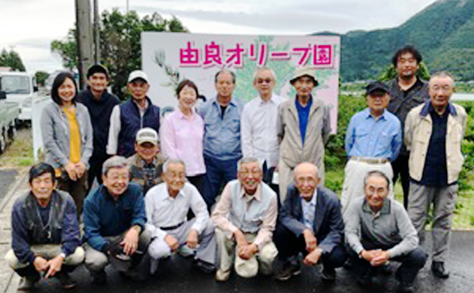 京都府宮津産100％ オリーブ茶10パック×3袋 飲料類 お茶 