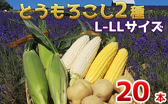 2025年 発送 】先行予約 かんのファーム 産 とうもろこし 食べ