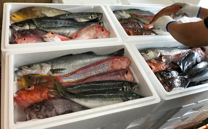京都府宮津市産『朝どれ！山一鮮魚おおきに便』約4?5kg 魚介類 セット 産地直送 鮮魚 内臓処理加 鮮度抜群 冷蔵 詰め合わせ 旬 鯛 