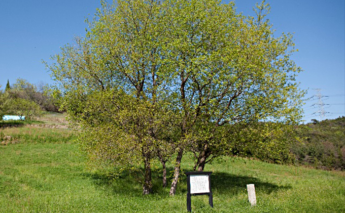 寒風須恵器　高坏（作：三浦 雅人） 民芸品 工芸品 