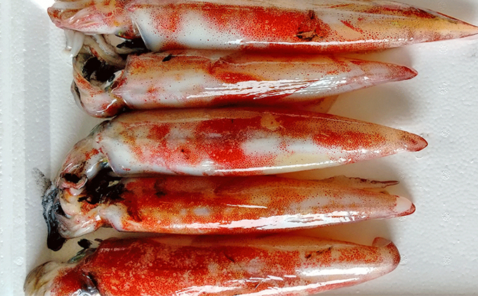 【2026年2月以降順次出荷】朝どれ 白いか 1kg（3～6杯）【 京都産 刺身 OK】[ イカ 剣先イカ 肴 人気返礼品 ] 魚貝類 