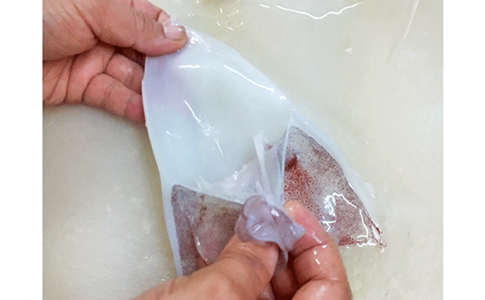 【2026年2月以降順次出荷】朝どれ 白いか 1kg（3～6杯）【 京都産 刺身 OK】[ イカ 剣先イカ 肴 人気返礼品 ] 魚貝類 