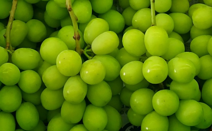 【年内お届け】シャインマスカット 冬に味わう！冷蔵貯蔵 約2kg (3～5房) 長野 信州 坂城 冷蔵シャイン 産地直送 宮原ぶどう園 年内発送 ブドウ 葡萄 種なし フルーツ 果物 