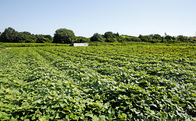 〔黒麹仕込〕本格芋焼酎　根日女の雫　720ml×6本 お酒 酒 いも 