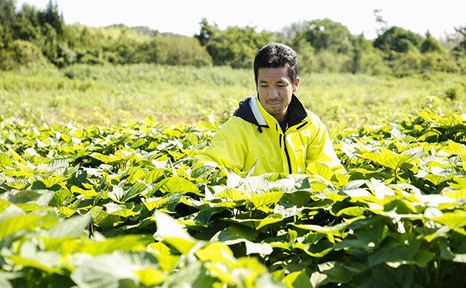 〔黒麹仕込〕本格芋焼酎　根日女の雫　720ml×6本 お酒 酒 いも 
