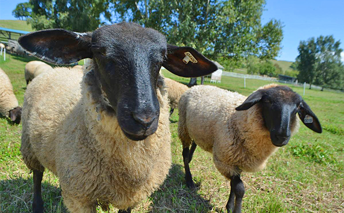 松尾めん羊牧場産　ラムムートン　フリース2匹物