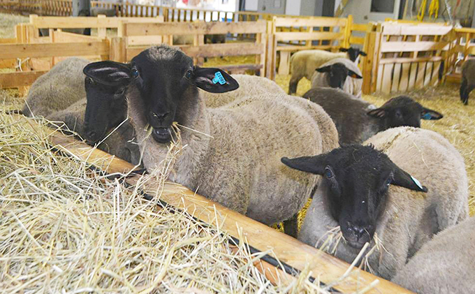 松尾めん羊牧場産　ラムムートン　フリース2匹物