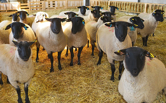 松尾めん羊牧場産　ラムムートン シートクッション2枚組