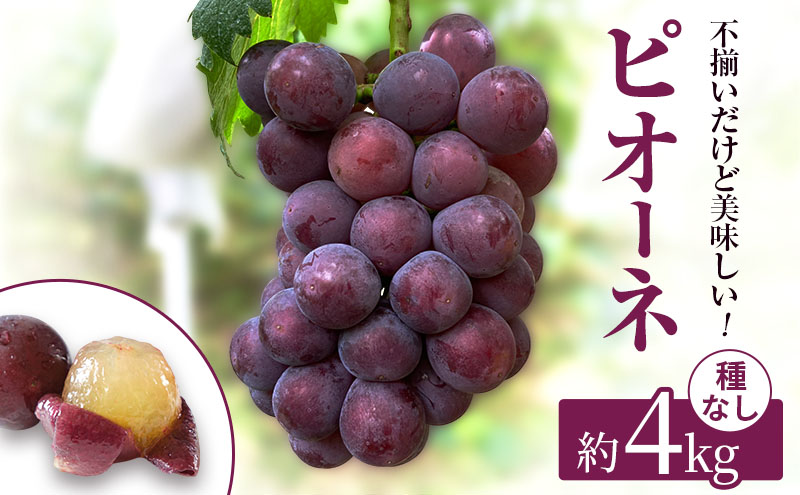 yRsz󂠂 ҕ  j[ sI[l ƒp tl 4kg RY Ԃǂ  ʕ t[c 2026N s\ ʕ