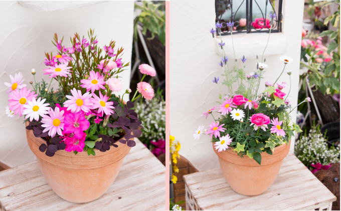 季節のお花寄せ植え(赤・ピンク系) 植物 