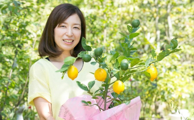 レモンの木 ガーデニング 果樹 ガーデニングショップ四季の里 