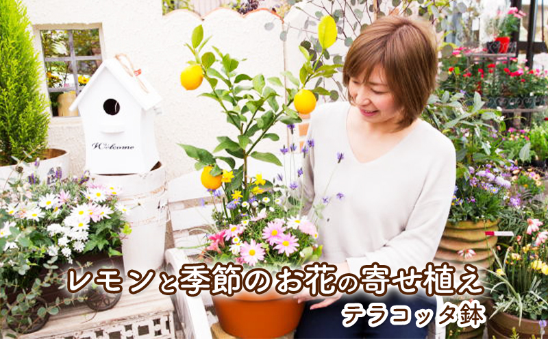 【福岡県朝倉市】レモンの木 花 寄せ植え 5〜6種類 レモンと季節のお花 テラコッタ鉢 植物 ガーデン インテリア ※配送不可:北海道、沖縄、離島