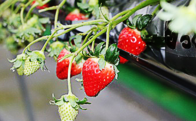 【 小豆島 】小豆島のいちご（女峰）4パック 果物類 苺 イチゴ 