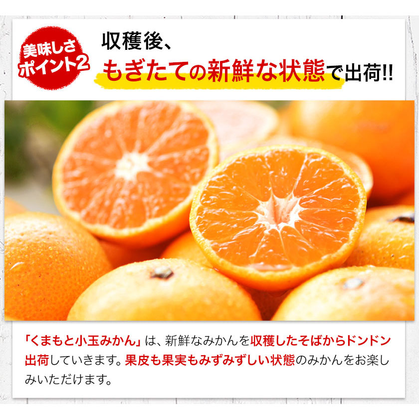熊本県長洲町のふるさと納税 【年内発送】みかん 訳あり くまもと小玉みかん 5kg (2.5kg×2箱) 秋 旬 先行予約 ちょっと訳あり 不揃い 傷 ご家庭用 SDGs 小玉 たっぷり 熊本県 産 S-3Sサイズ フルーツ 旬 柑橘 長洲町 温州みかん《1-5日以内に出荷予定(土日祝除く)》