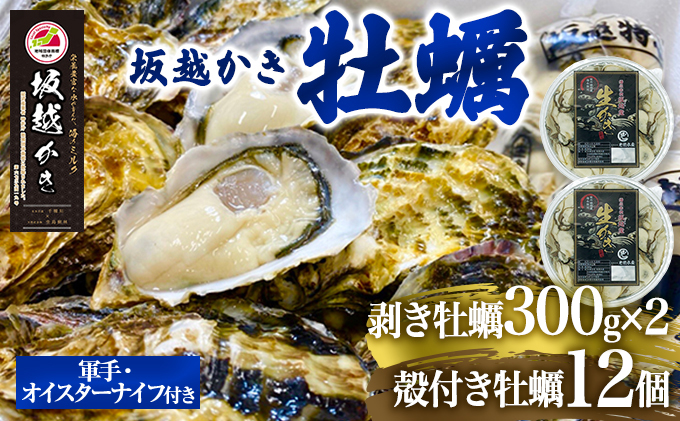 兵庫県赤穂市のふるさと納税  牡蠣 坂越かき 剥き牡蠣 300g×2、殻付き牡蠣 12個 軍手・オイスターナイフ付き[ 生牡蠣 かき カキ 生食 冬牡蠣 ] 魚貝類 剥き身