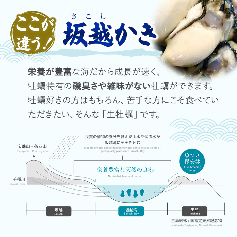 兵庫県赤穂市のふるさと納税  牡蠣 坂越かき 剥き牡蠣 300g×2、殻付き牡蠣 12個 軍手・オイスターナイフ付き[ 生牡蠣 かき カキ 生食 冬牡蠣 ] 魚貝類 剥き身