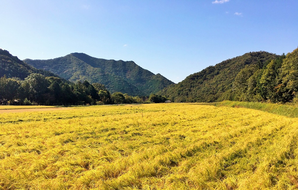 兵庫県西脇市のふるさと納税 「醸し人九平次 純米大吟醸 黒田庄に生まれて、」（720ml）〔西脇市産山田錦使用日本酒〕