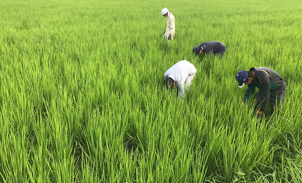 兵庫県西脇市のふるさと納税 「醸し人九平次 純米大吟醸 黒田庄に生まれて、」（720ml）〔西脇市産山田錦使用日本酒〕