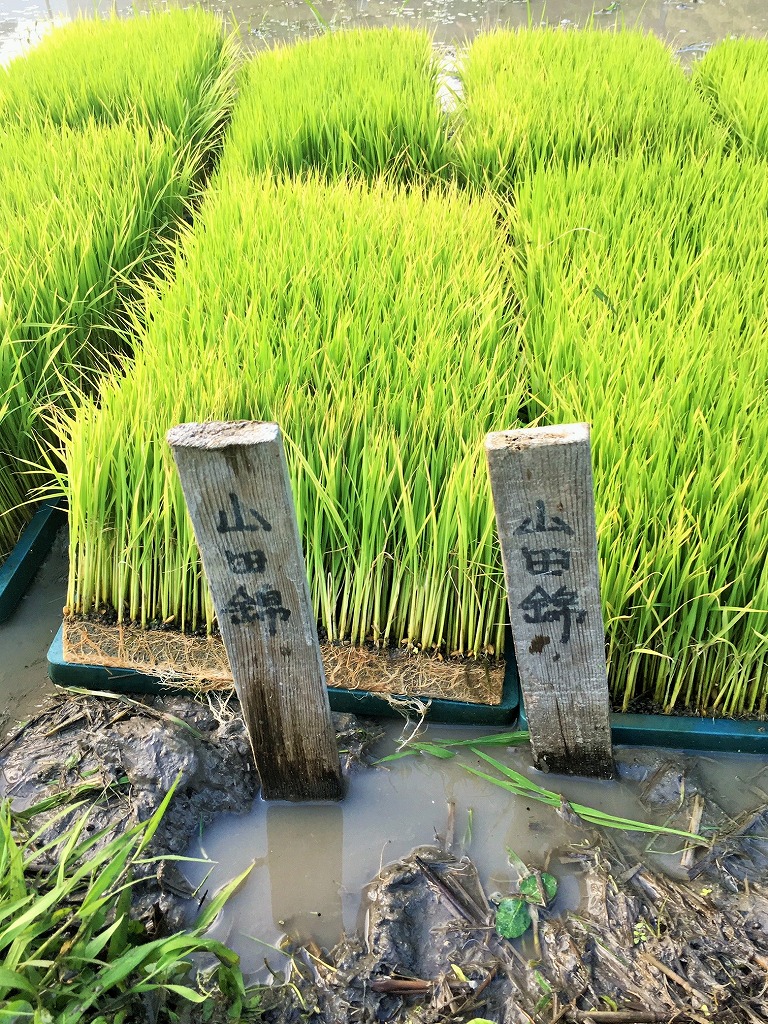 醸し人九平次「human」（720ml）　～西脇市産山田錦使用日本酒（純米大吟醸）～ 