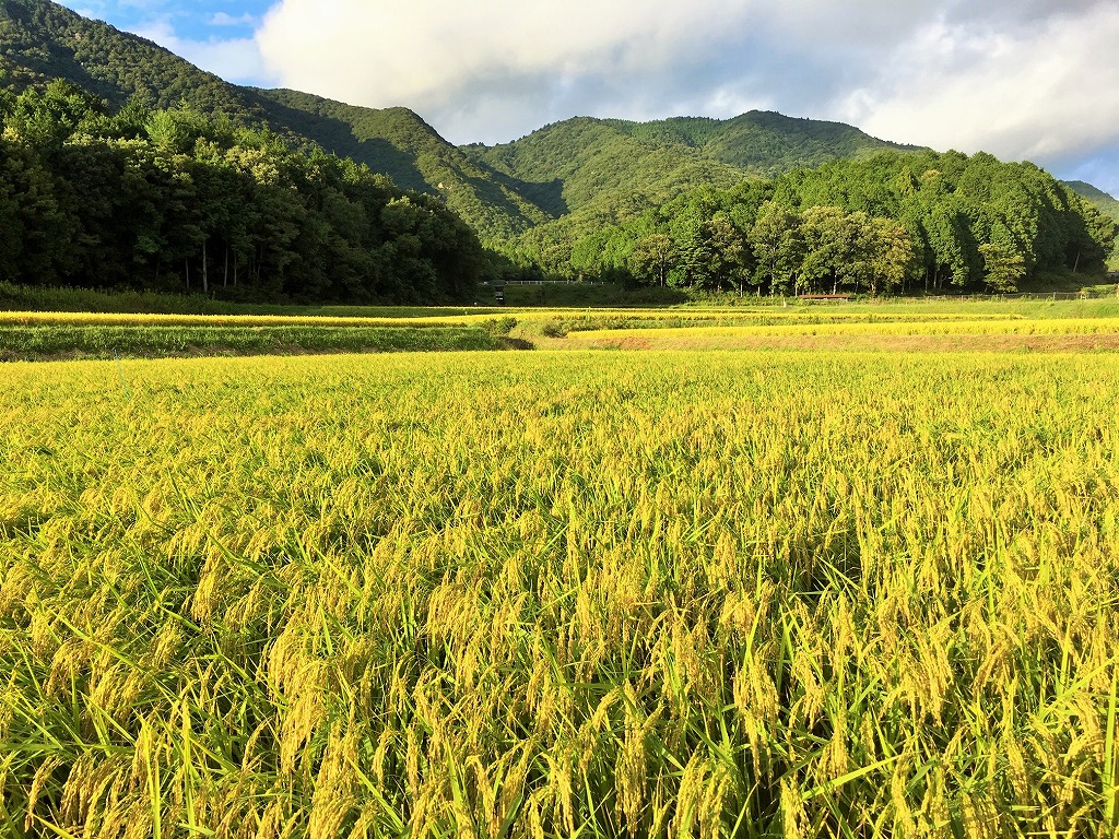 醸し人九平次「human」（720ml）　～西脇市産山田錦使用日本酒（純米大吟醸）～ 