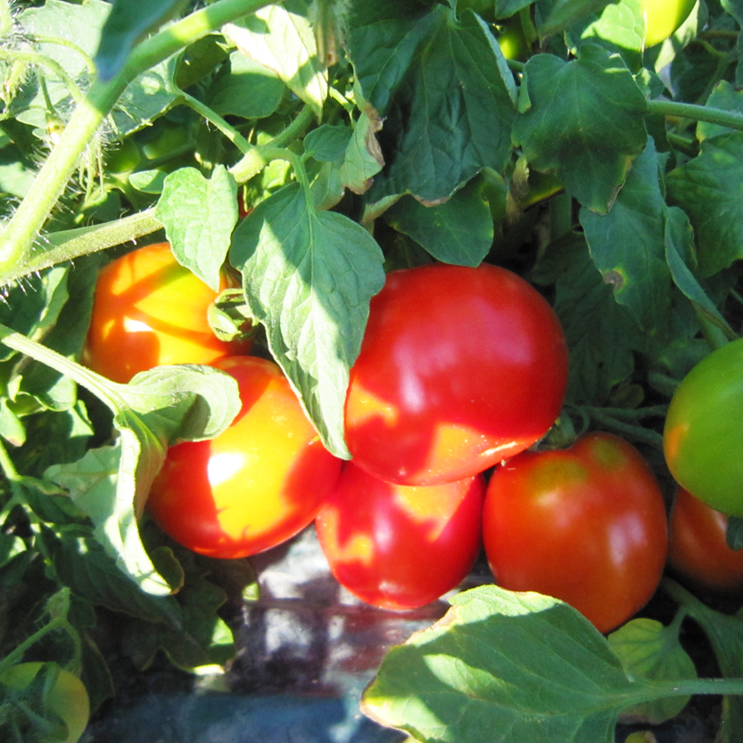 契約農家が露地栽培した完熟トマトジュース〔食塩無添加〕190g×30缶