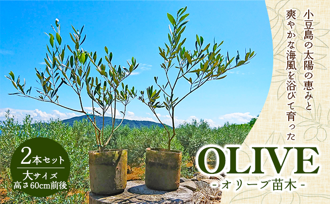 【 小豆島 】小豆島のオリーブ苗木　2本セット（大）