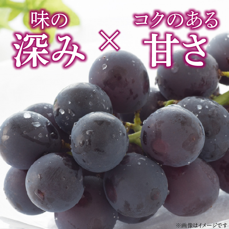愛知県小牧市のふるさと納税 こだわりの種あり巨峰　約2kg 2026年先行予約（2026年発送分）ぶどう ［034K01］