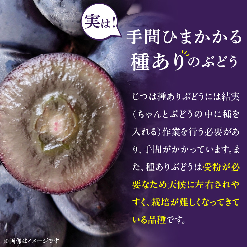 愛知県小牧市のふるさと納税 こだわりの種あり巨峰　約2kg 2026年先行予約（2026年発送分）ぶどう ［034K01］