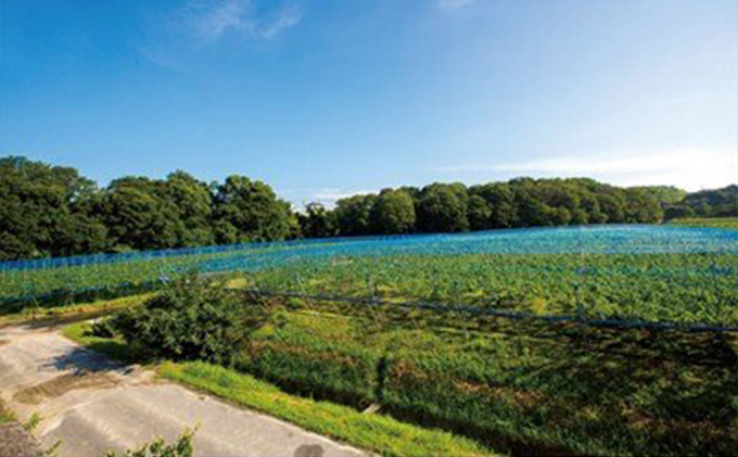 ぶどう農家浅桑園のこだわり巨峰のぶどう酢セット 果物 フルーツ たれ ドレッシング 果実酢 果汁飲料 野菜飲料 ぶどうジュース ブドウ 葡萄 調味料 