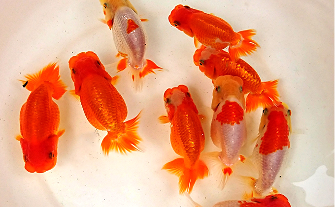 金魚の王様【らんちゅう】（鑑賞・練習用） 生き物 