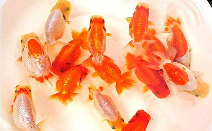 金魚の王様【らんちゅう】（鑑賞・練習用） 生き物 