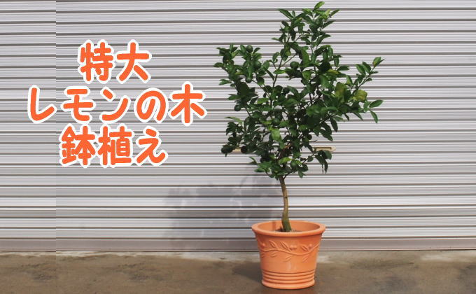 レモンの木 1.5メートル 鉢付き レモンの木 マイヤーレモン 約1.5m 特大株苗木 檸檬の木