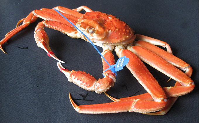 茹で松葉蟹 中1杯（800g級）〈11月中旬～2026年3月末頃発送〉 蟹 カニ かに 松葉蟹 松葉ガニ ズワイガニ ボイル