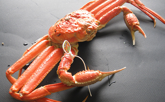 茹で松葉蟹 最上級 2杯（1,300g級）〈11月中旬～2026年3月末頃発送〉 蟹 カニ かに 松葉蟹 松葉ガニ ズワイガニ ボイル