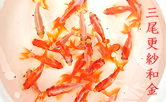 希少種！長物4種5匹セット 生き物 