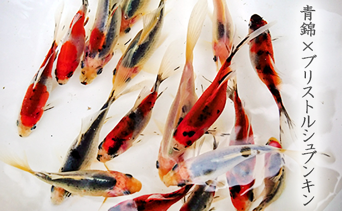 希少種！長物4種5匹セット 生き物 