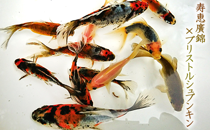 希少種！長物4種5匹セット 生き物 