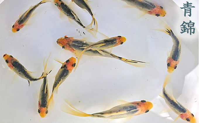 希少種！長物4種5匹セット 生き物 