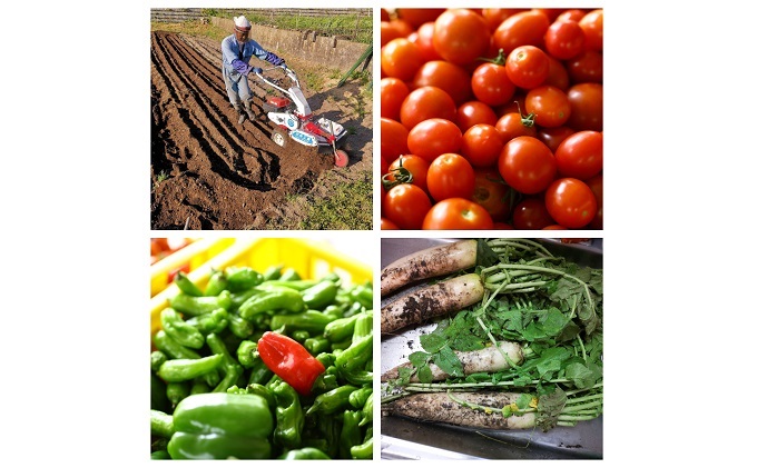 NEW SIDE HANDS ピクルス（L）5本入 加工食品 野菜加工品 野菜 瓶詰 