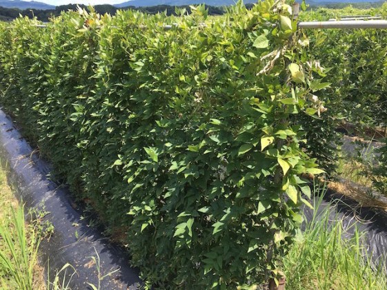 【錦町 産】インディアンのスタミナ源！桑原農園の熟成アピオス約2kg【配送不可：離島】 野菜 根菜 