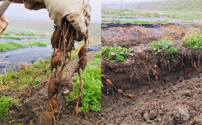 【錦町 産】インディアンのスタミナ源！桑原農園の熟成アピオス約2kg【配送不可：離島】 野菜 根菜 