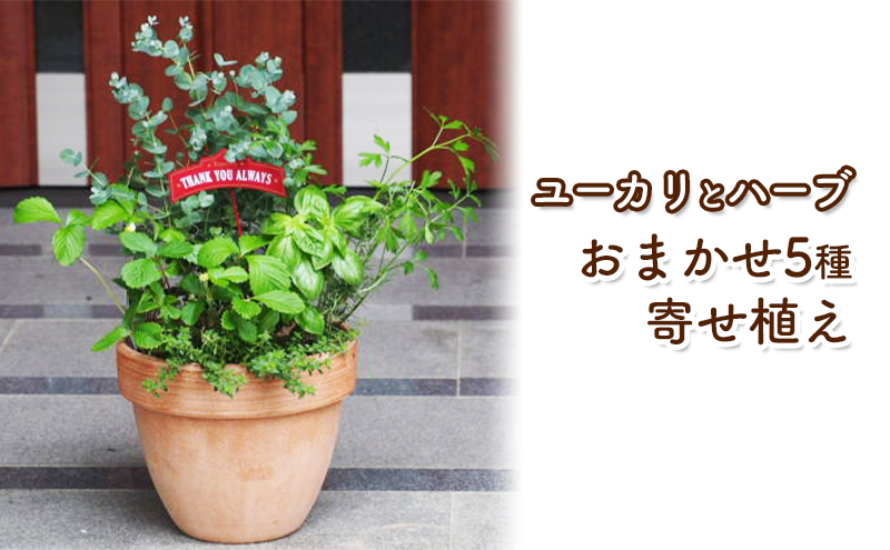 ふるさと納税・ユーカリとハーブ5種・寄せ植え・テラコッタ鉢・24cm・植物・ガーデニング・観葉植物・インテリア・リラックス・お茶・お菓子・飾り