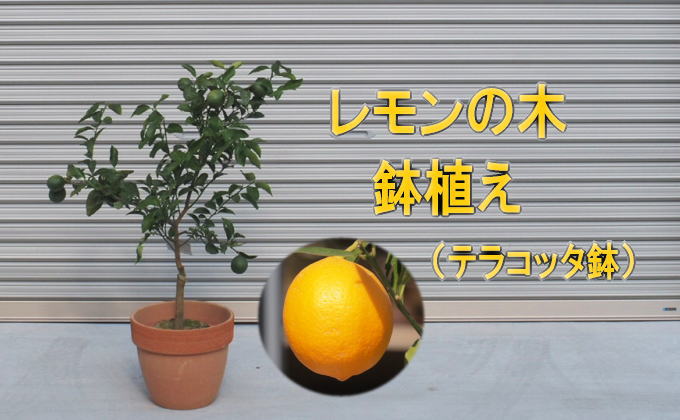 yqszc ̖ؔA eRb^ 30cm zs kC    EG Lemon ϗtA K[fjO    oĂ̂܂ܐݒu邾