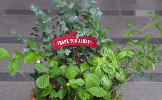 ユーカリとハーブ5種 寄せ植え テラコッタ鉢 24cm 植物 ガーデン インテリア 